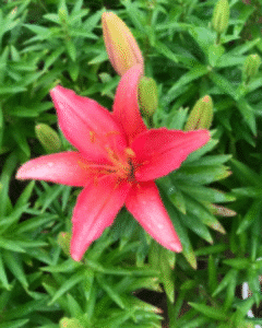 flower 2